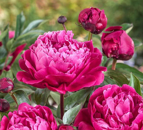 'FIONA' Peony (Paeonia x lactiflora 'fiona')