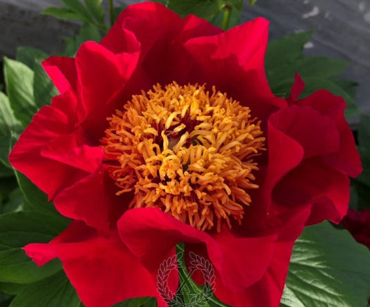 'FIRE OF ROME' Peony (Paeonia x lactiflora 'fire of rome')