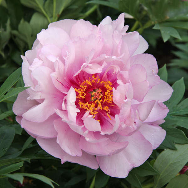 'FIRST ARRIVAL' Itoh Peony (Paeonia x intersectional 'first arrival')