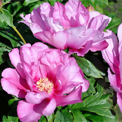 'FIRST ARRIVAL' Itoh Peony (Paeonia x intersectional 'first arrival')