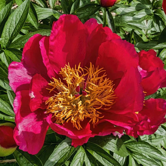 'FLAME' Peony (Paeonia chinesis x officinalis 'flame')