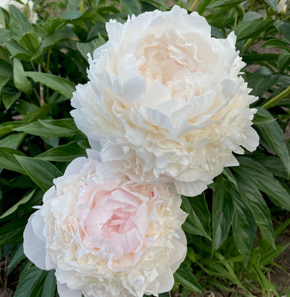 'FLORENCE NICHOLLS' Peony (Paeonia x lactiflora 'florence nicholls')