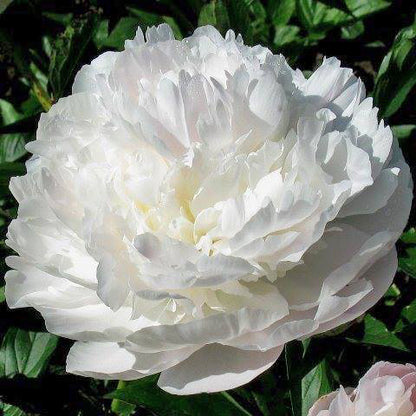 'FLORENCE NICHOLLS' Peony (Paeonia x lactiflora 'florence nicholls')