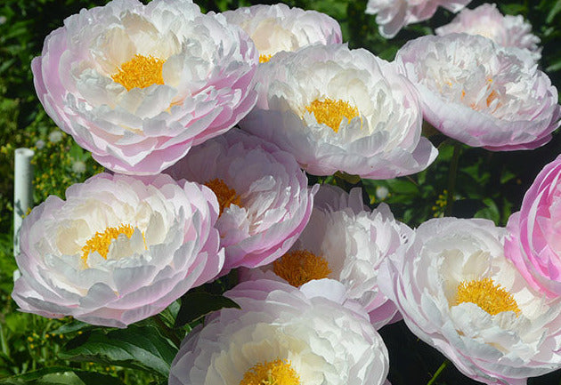 'FLYING PINK SAUCERS' Peony (Paeonia x lactiflora 'flying pink saucers')