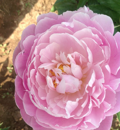 'FLYING PINK SAUCERS' Peony (Paeonia x lactiflora 'flying pink saucers')