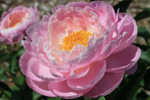 'FLYING PINK SAUCERS' Peony (Paeonia x lactiflora 'flying pink saucers')