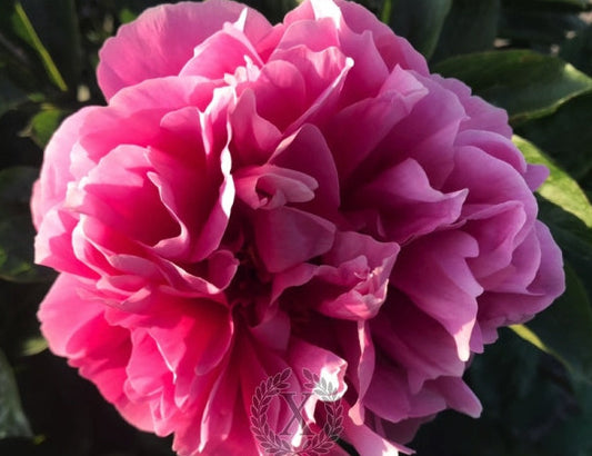 'FORTUNA REDUX' Peony (Paeonia x lactiflora 'fortuna redux')