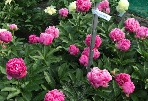 'FORTUNA REDUX' Peony (Paeonia x lactiflora 'fortuna redux')