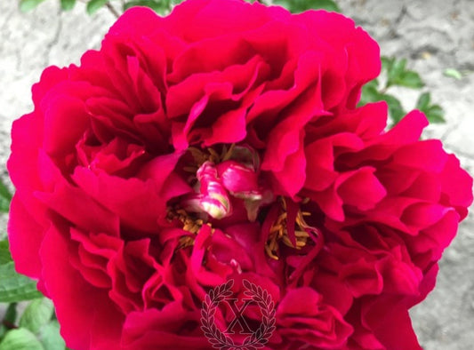 'FOUNTAIN OF YOUTH' Peony (Paeonia x lactiflora 'fountain of youth')