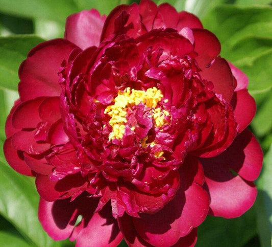 'FRANÇOIS ORTEGAT' Peony (Paeonia x lactiflora 'françois ortegat')