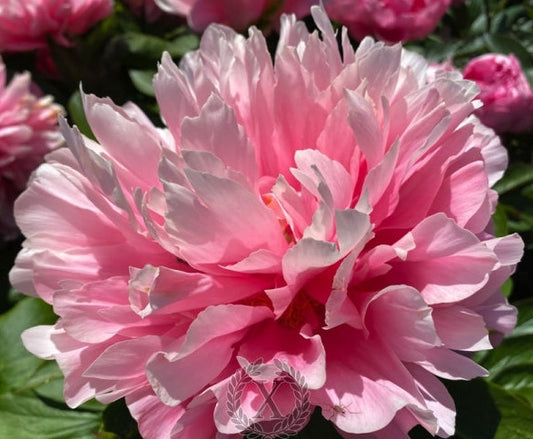 'FRETENSIS' Peony (Paeonia x lactiflora 'fretensis')