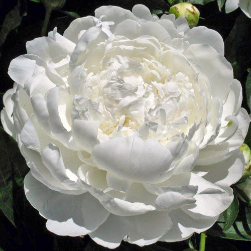 'FRINGED IVORY' Peony (Paeonia x lactiflora 'fringed ivory')