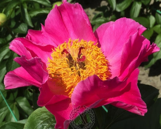 'FULMINATA' Peony (Paeonia x lactiflora 'fulminata')