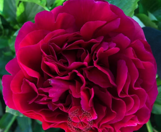 'GAIA' Peony (Paeonia x lactiflora 'gaia')