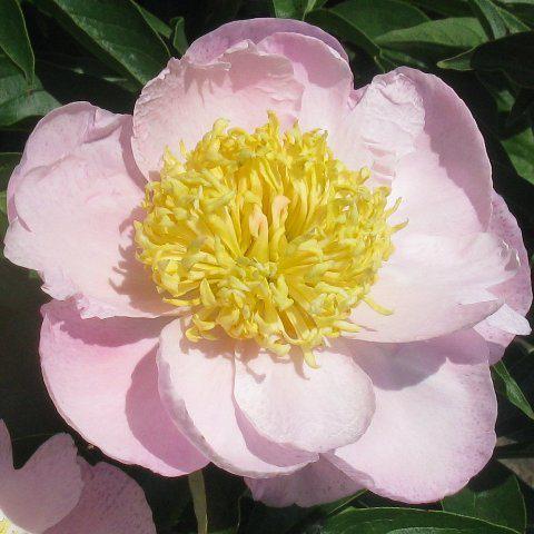 'GARDEN LACE' Peony (Paeonia x lactiflora 'garden lace')