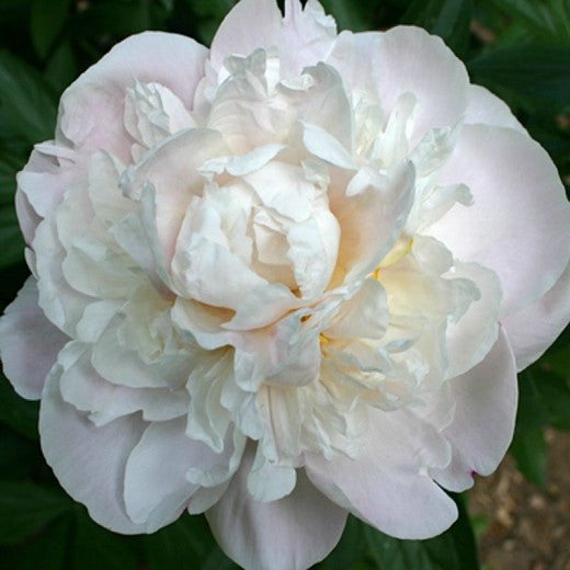 'GARDENIA' Peony (Paeonia x lactiflora 'gardenia')