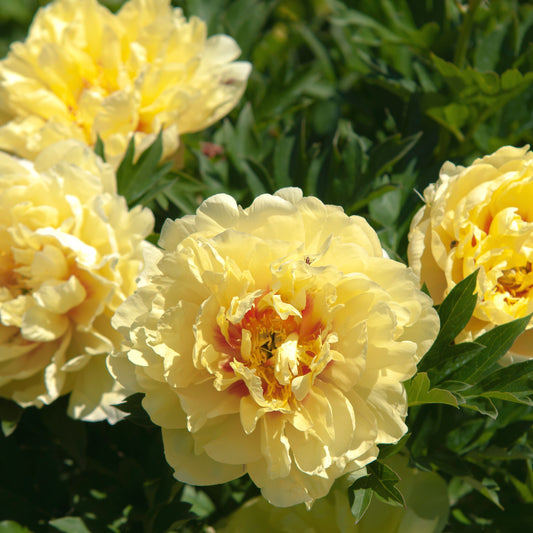 'GARDEN TREASURE' Itoh Peony (Paeonia x intersectional 'garden treasure')