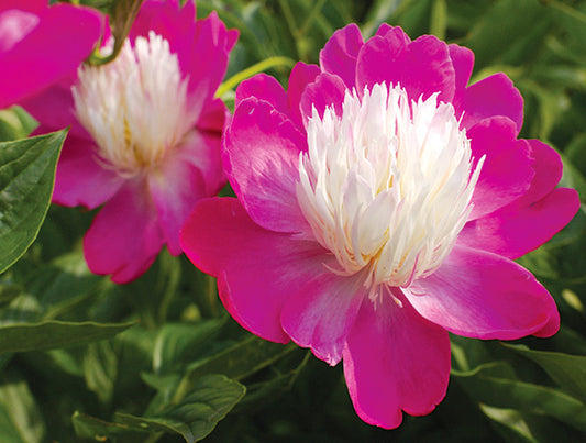 'GAY PAREE' Peony (Paeonia x lactiflora 'gay paree')