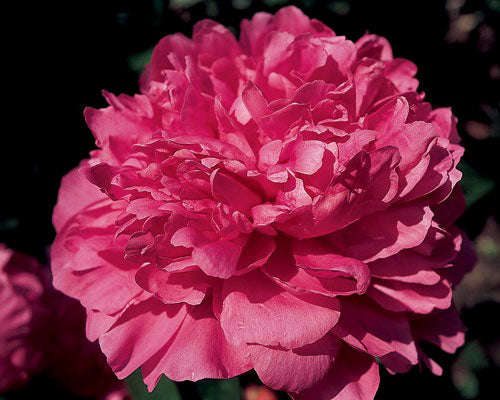 'GLORY HALLELUJAH' Peony (Paeonia x lactiflora 'glory hallelujah')