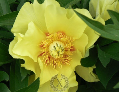 'GOING BANANAS' Itoh Peony (Paeonia x intersectional 'going bananas')