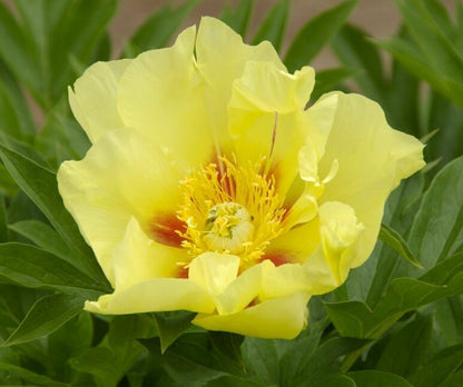 'GOING BANANAS' Itoh Peony (Paeonia x intersectional 'going bananas')