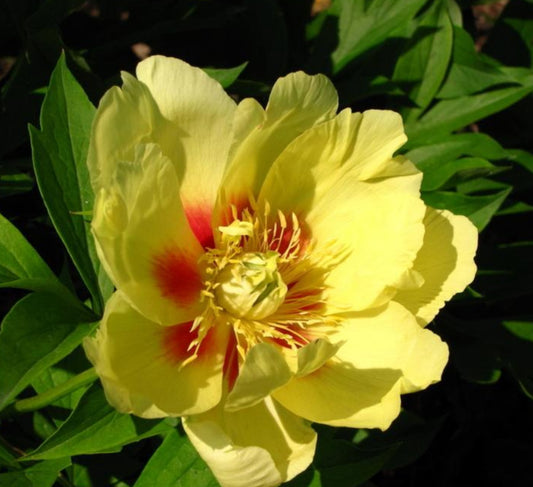 'GOING BANANAS' Itoh Peony (Paeonia x intersectional 'going bananas')