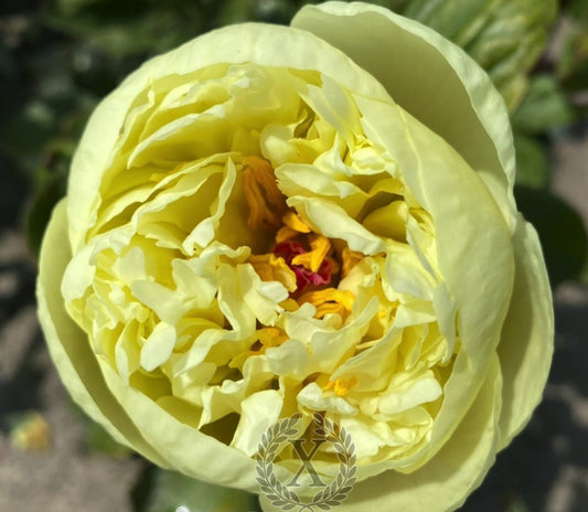 'GOLD STRIKE' Peony (Paeonia x lactiflora 'gold strike')