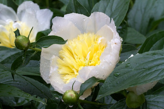 'GOLD STANDARD' Peony (Paeonia x lactiflora 'gold standard')