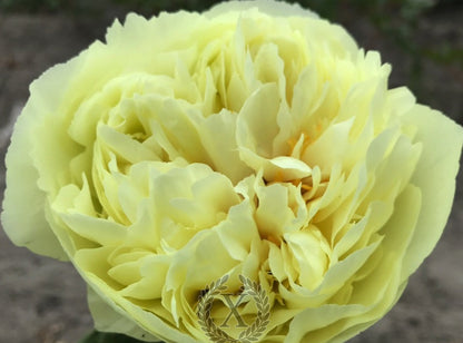 'GOLD STRIKE' Peony (Paeonia x lactiflora 'gold strike')