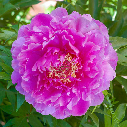 'GORDON E. SIMONSON' Itoh Peony (Paeonia x intersectional 'gordon e. simonson')