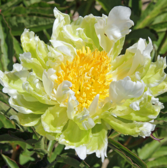 'GREEN HALO' Peony (Paeonia x lactifolia 'green halo')