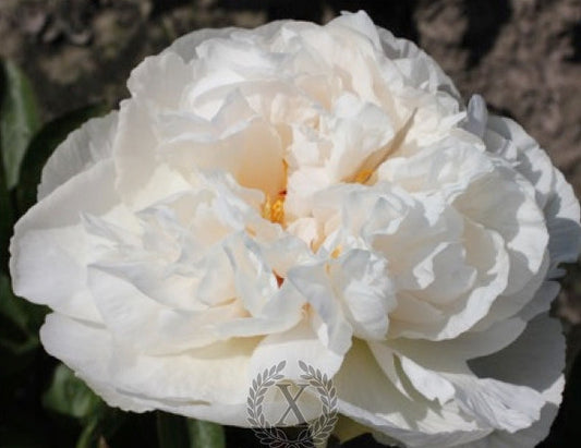 'GREENLAND' Peony (Paeonia x lactiflora 'greenland')