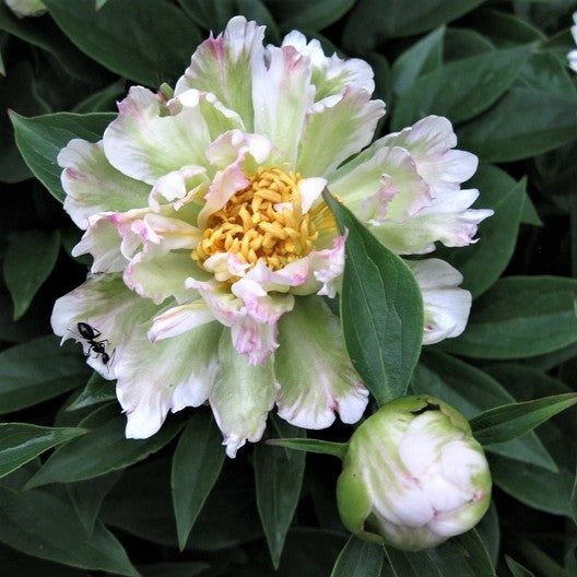 'GREEN LOTUS' Peony (Paeonia x lactiflora 'green lotus')