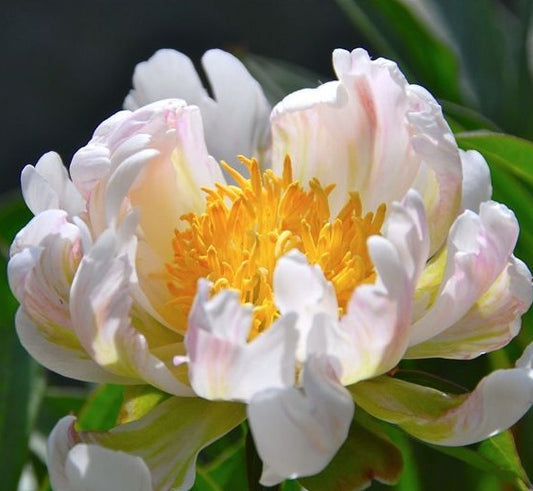 'GREEN LOTUS' Peony (Paeonia x lactiflora 'green lotus')