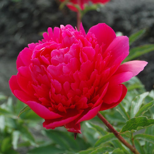 'MANY HAPPY RETURNS' Peony (Paeonia x lactiflora 'many happy returns')