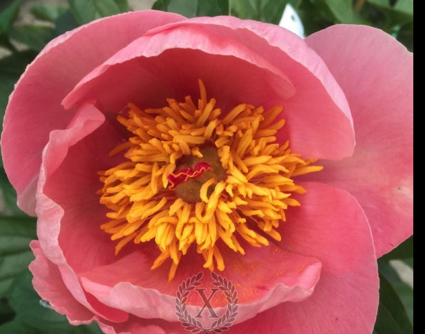 'HELSINKI' Peony (Paeonia x lactiflora 'helsinki')