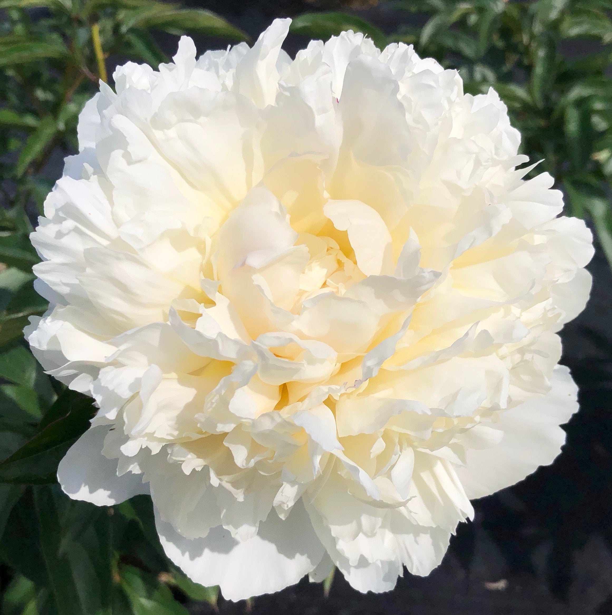 'HENRY SASS' Peony (Paeonia x lactiflora 'henry sass') – Champlain ...