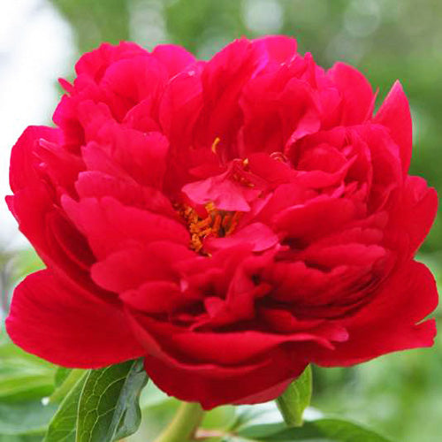 'HERITAGE' Peony (Paeonia x lactiflora 'heritage')