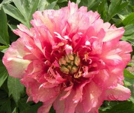 'HILLARY' Itoh Peony (Paeonia x intersectional 'hillary')