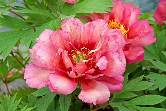 'HILLARY' Itoh Peony (Paeonia x intersectional 'hillary')