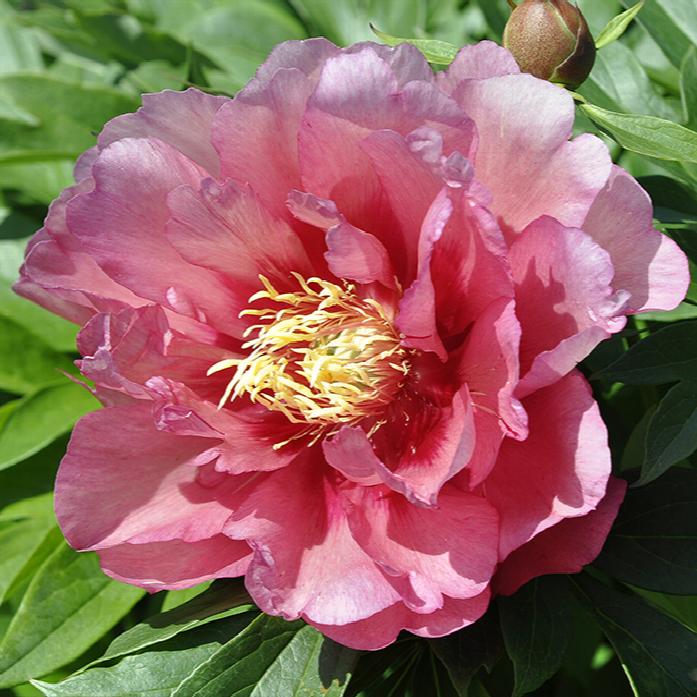 'HILLARY' Itoh Peony (Paeonia x intersectional 'hillary')