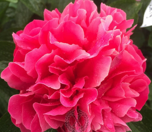 'HISPAÑA' Peony (Paeonia x lactiflora 'hispaña')