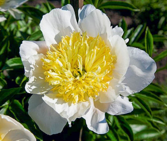 'HONEY GOLD' Peony (Paeonia x lactiflora 'honey gold')