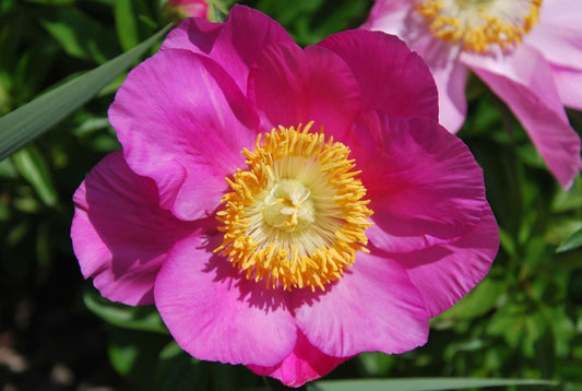 'HONOR' Peony (Paeonia x lactiflora 'honor')