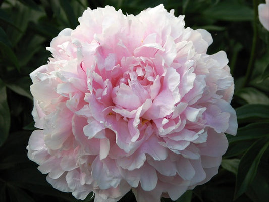 'REINE HORTENSE' Peony (Paeonia lactiflora x 'reine hortense')