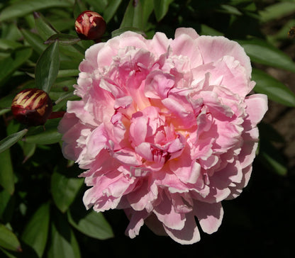 'REINE HORTENSE' Peony (Paeonia lactiflora x 'reine hortense')