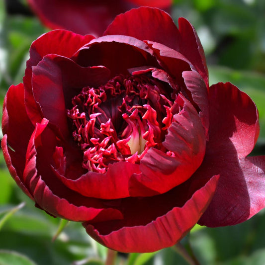 'HOT CHOCOLATE' Peony (Paeonia x lactiflora 'hot chocolate')