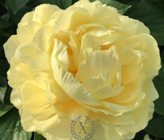 'HOUSE OF THE GOLDEN BRACELET' Peony (Paeonia x lactiflora 'house of the golden bracelet')