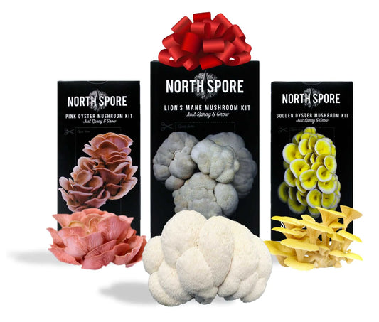 'MUSHROOM SPRAY & GROW BLOCKS' Assorted