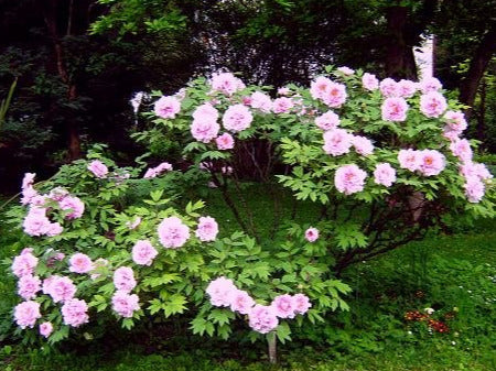 'IDA'S PINK' Tree Peony (Paeonia x suffruticosa)